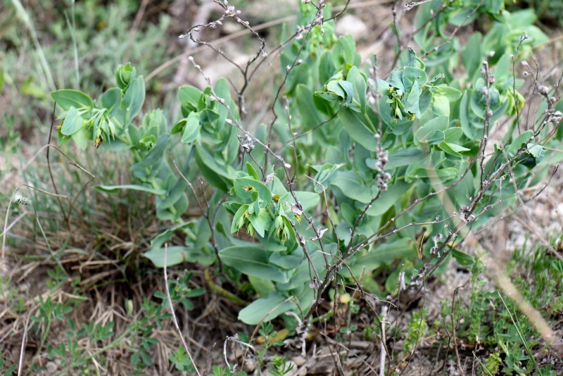 Восковница (Myrica)