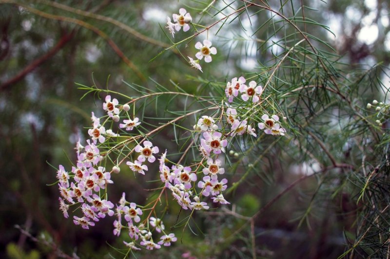 Chamaedaphne calyculata