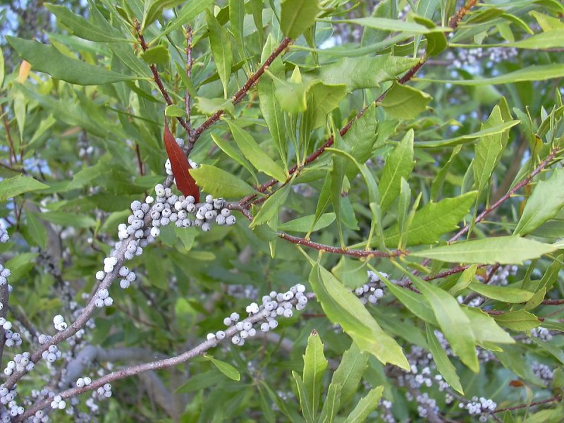 Кустарник восковник болотный