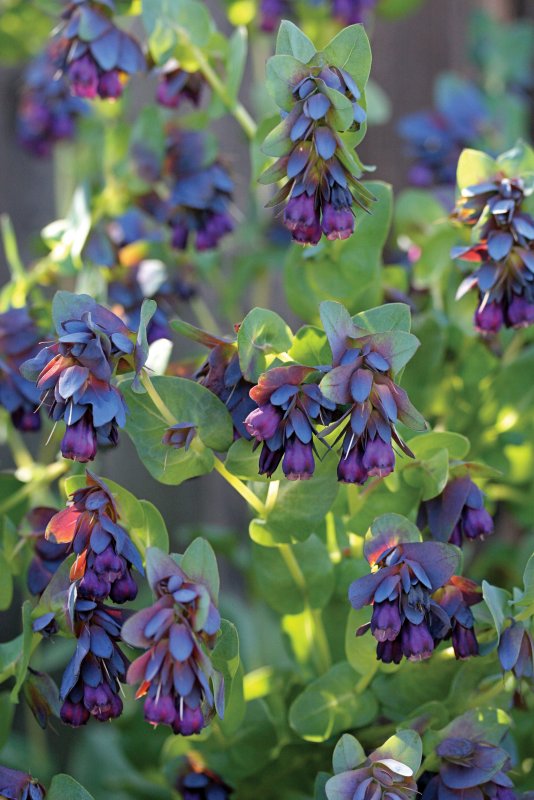 Cerinthe Major Pride of Gibraltar