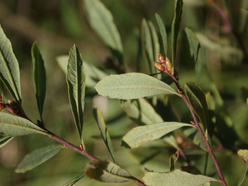 Восковница (Myrica)
