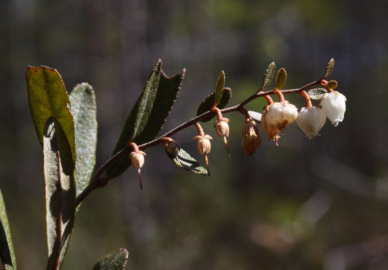Восковница (Myrica)