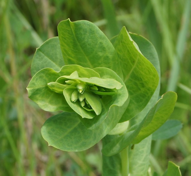 Восковница (Myrica)