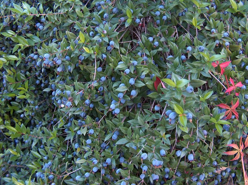 Myrica Атокальм с церамидами.