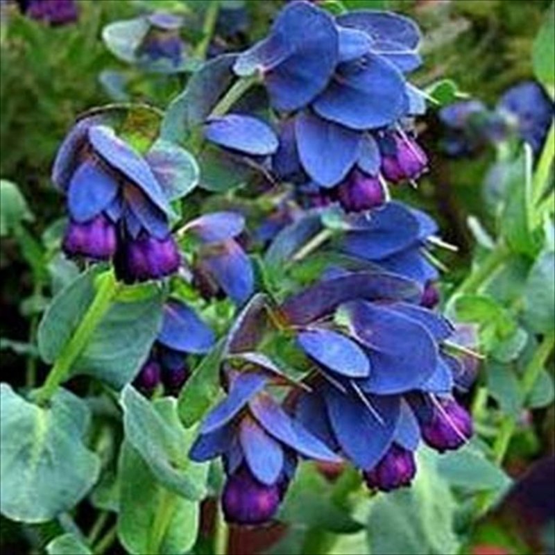 Восковник большой пурпурный (Cerinthe Major)