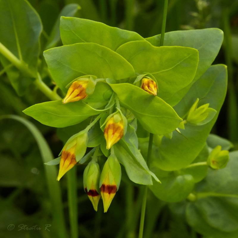Восковница Myrica rubra