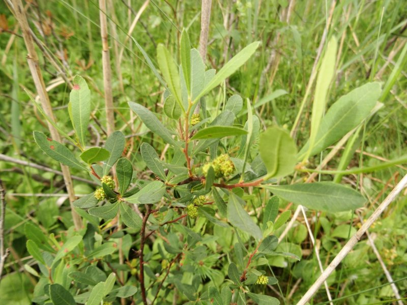 Myrica rubra / воско́вница кра́сная