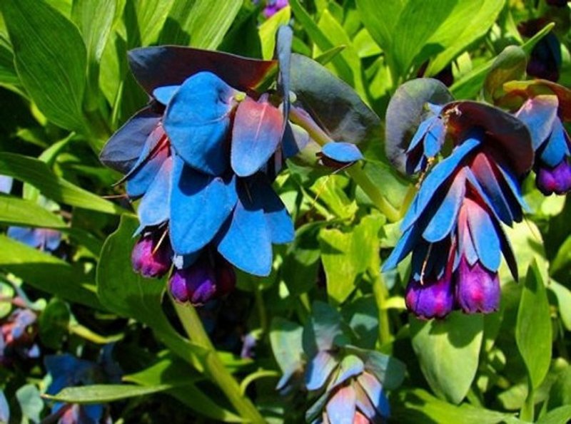 Восковник большой пурпурный (Cerinthe Major)