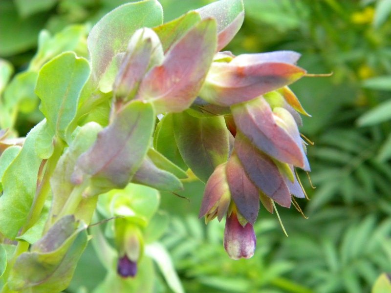 Myrica Gale