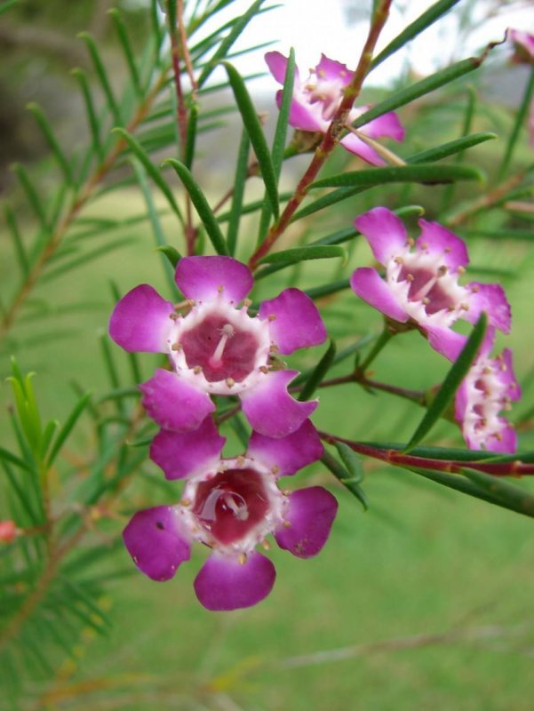 Восковница (Myrica)