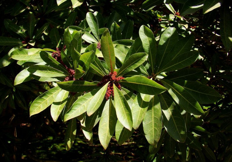Myrica Gale