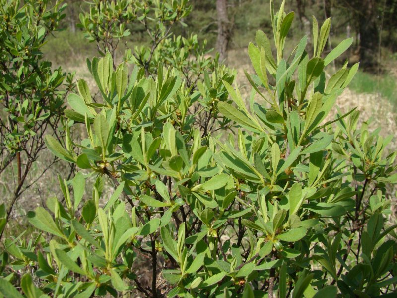 Восковница (Myrica)