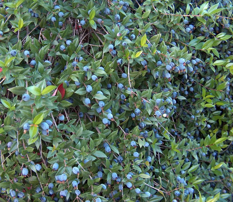 Восковница (Myrica)