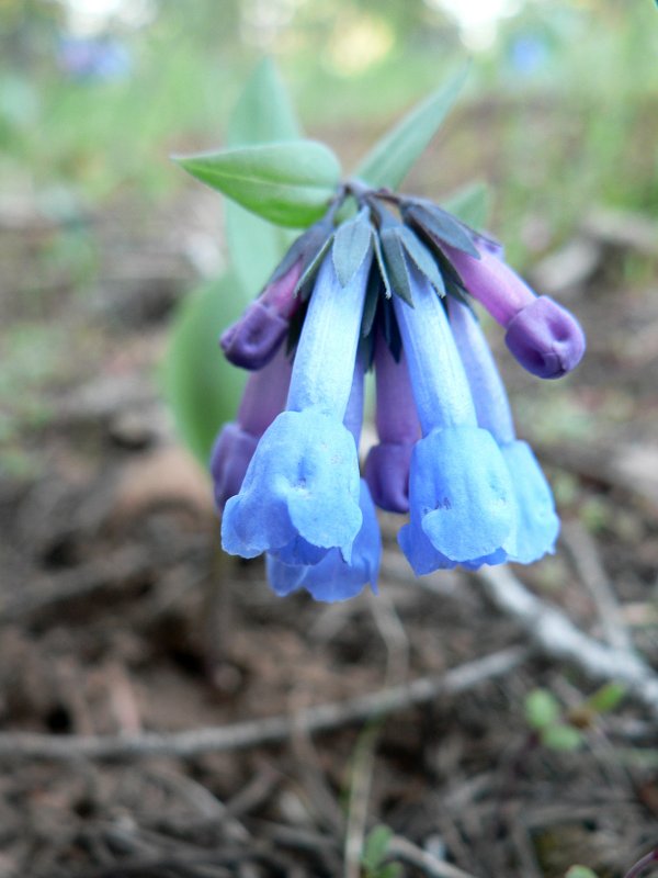 Myrica pensylvanica