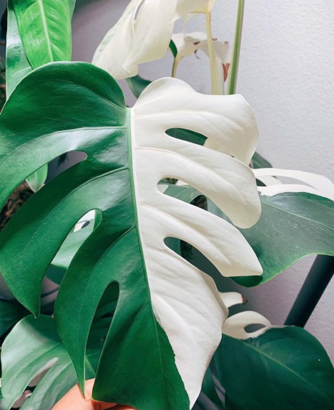 Монстера деликатесная (Monstera deliciosa)