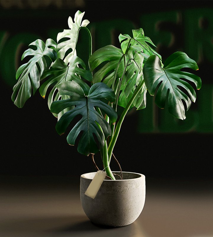 Монстера Адансона Monstera adansonii