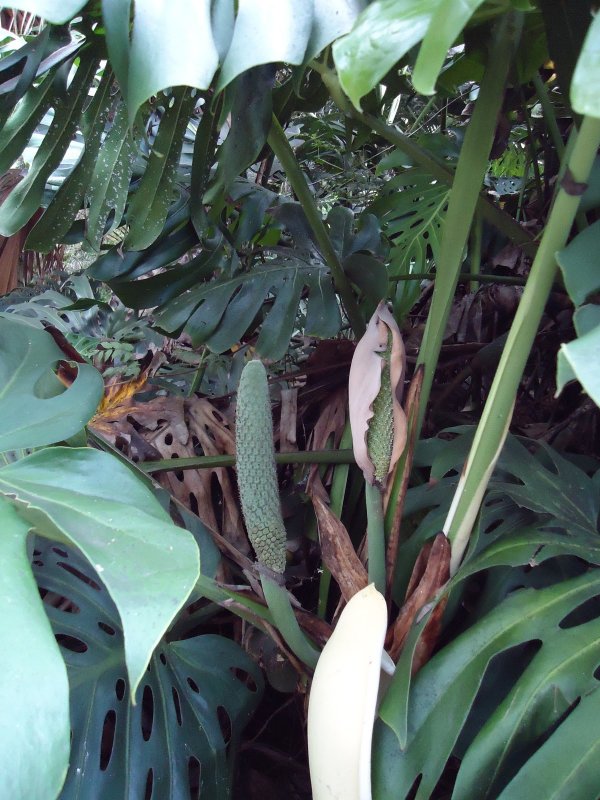 Монстера деликатесная (Monstera deliciosa)