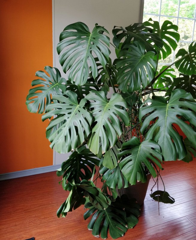 Монстера заострённая /Monstera acuminata