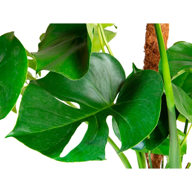 Монстера Делициоза (Monstera deliciosa)