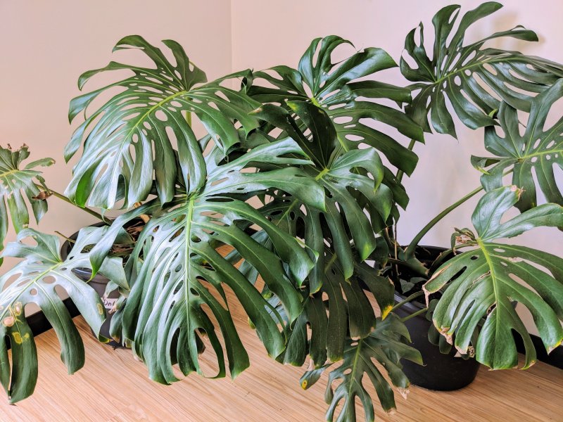 Монстера Делициоза (Monstera deliciosa)