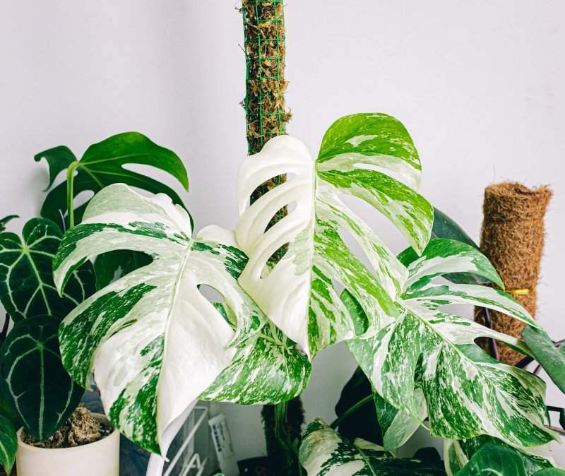 Монстера Делициоза (Monstera deliciosa)