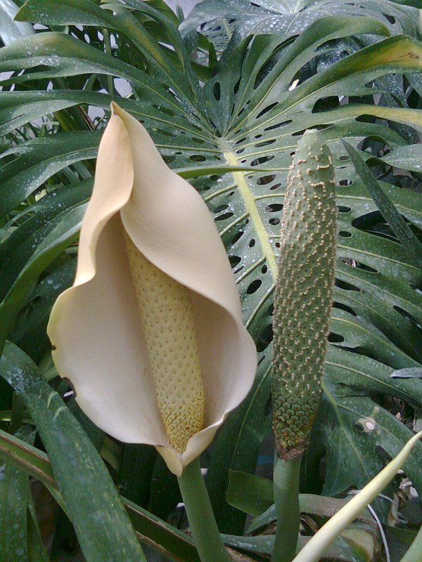 Монстера Делициоза (Monstera deliciosa)
