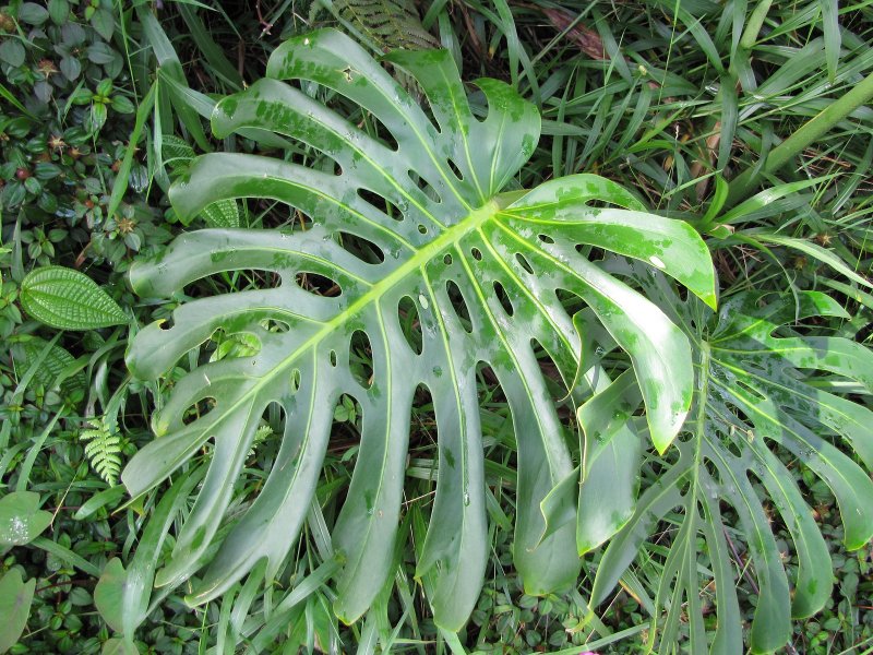00056111 Монстера - деликатесная (Monstera deliciosa), ЕС 40 12.0