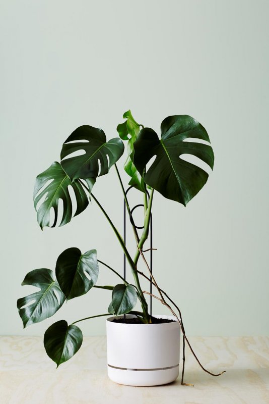 Монстера деликатесная (Monstera deliciosa)