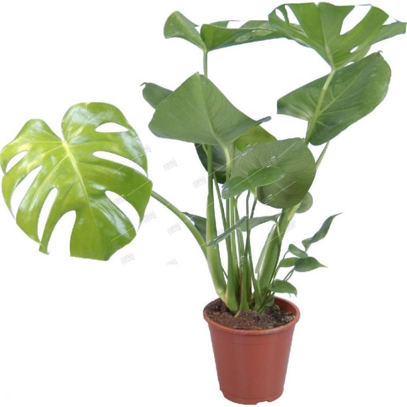 Монстера деликатесная (Monstera deliciosa)