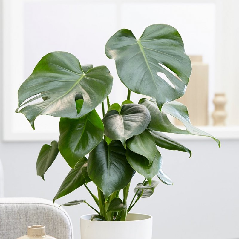 Монстера деликатесная (Monstera deliciosa)