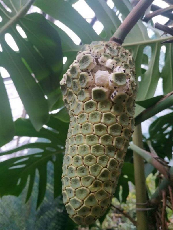 Монстера Делициоза (Monstera deliciosa)