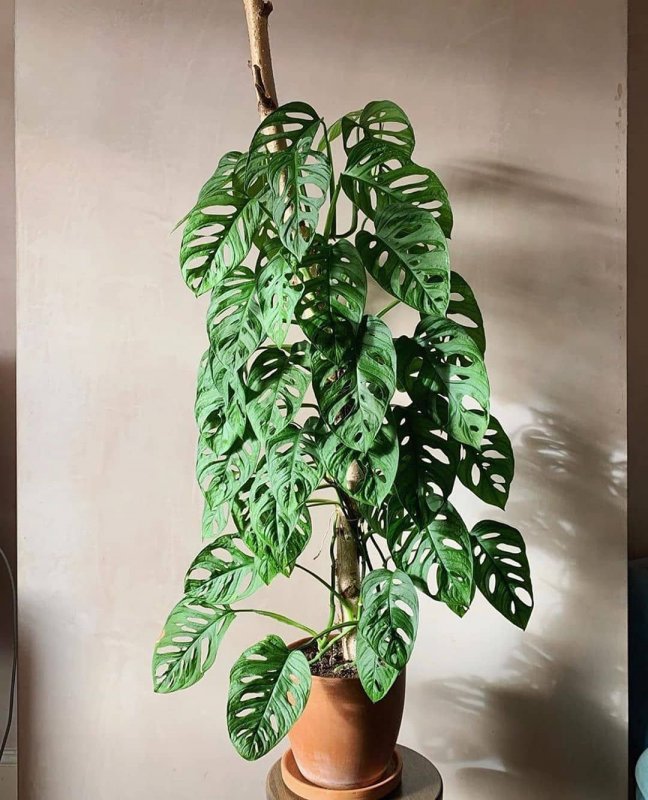 Монстера Делициоза (Monstera deliciosa)