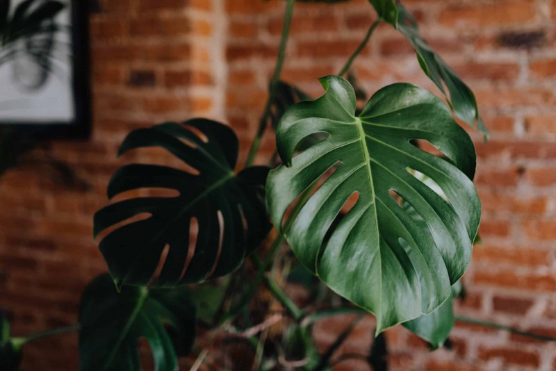 Монстера деликатесная (Monstera deliciosa)