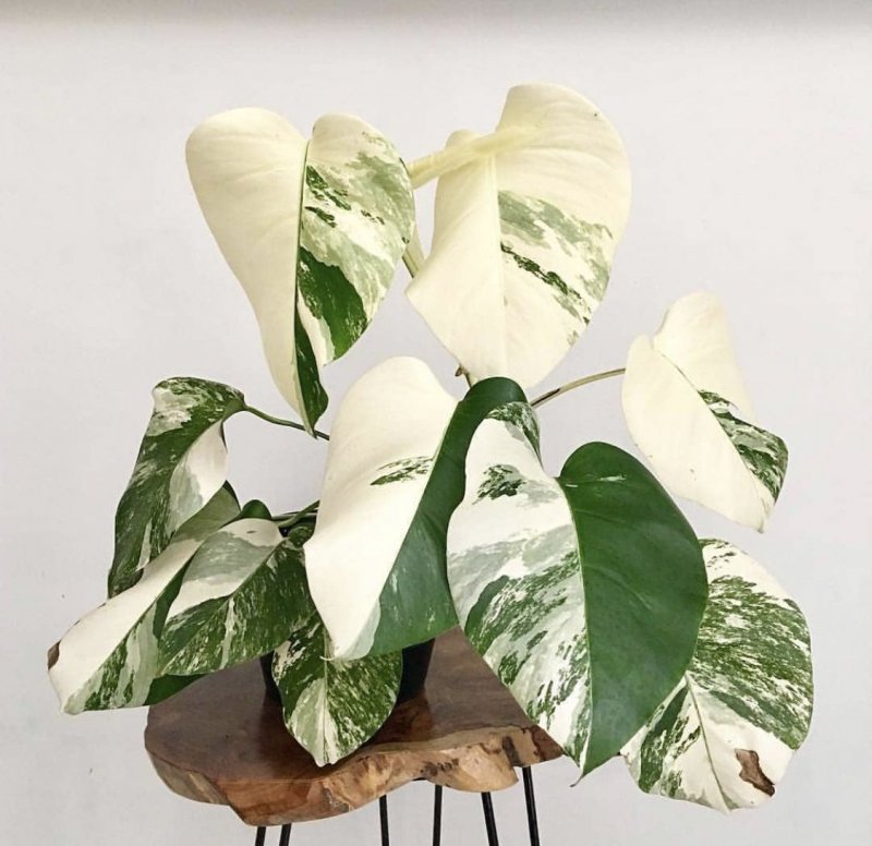 Монстера деликатесная (Monstera deliciosa)