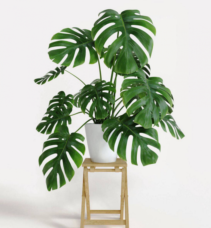 Монстера деликатесная (Monstera deliciosa)