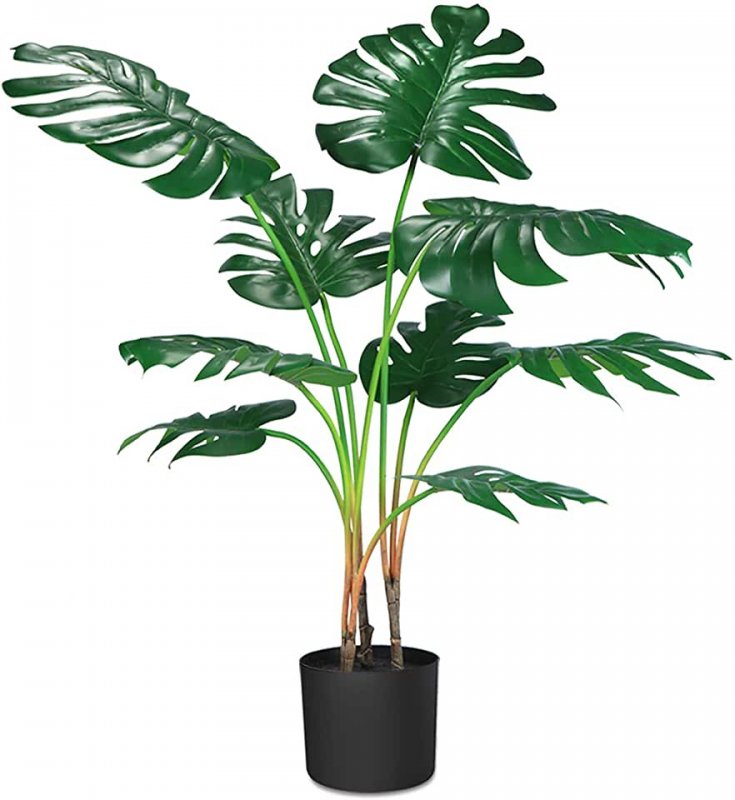 Монстера деликатесная (Monstera deliciosa)