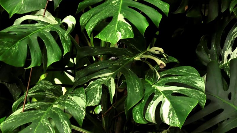 Монстера Делициоза (Monstera deliciosa)