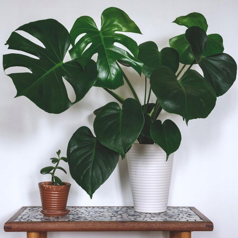 Monstera deliciosa Pots