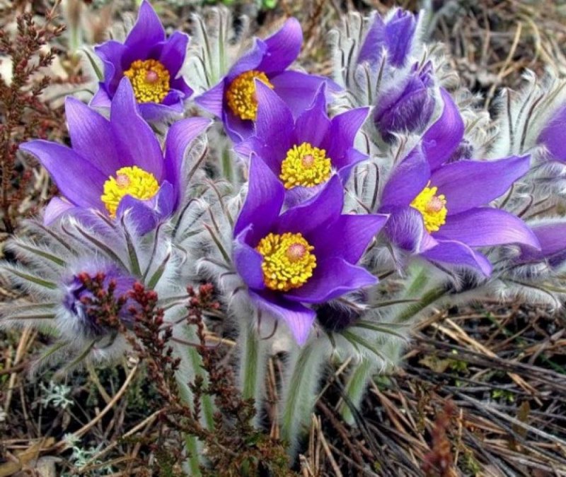 Прострел Луговой Pulsatilla pratensis
