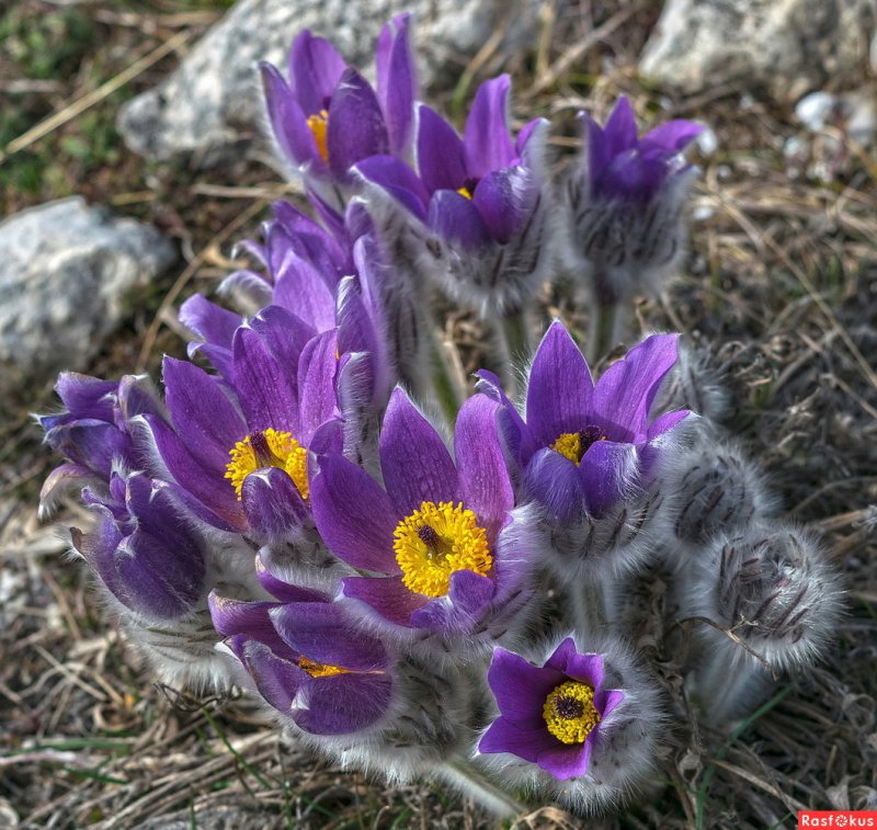 Pulsatilla multifida прострел многонадрезный