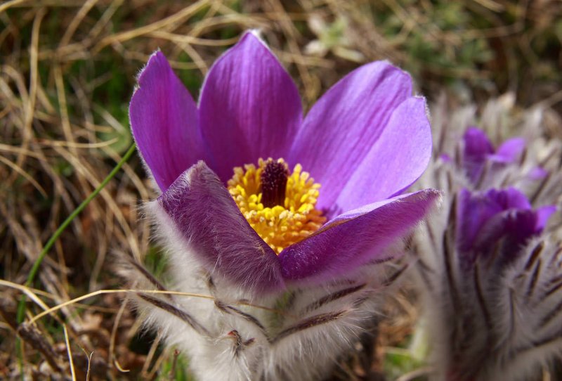 Прострел обыкновенный (Pulsatilla vulgaris `Blue Violet`)
