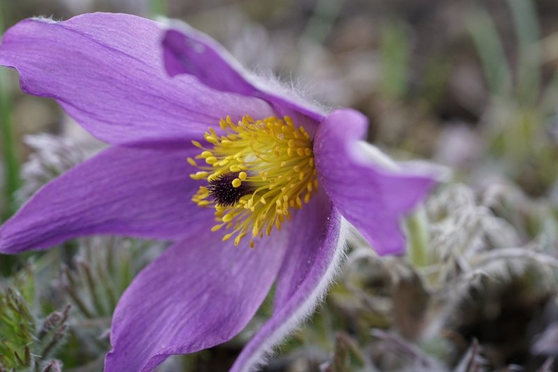 Прострел обыкновенный (Pulsatilla vulgaris `Dark Red`)