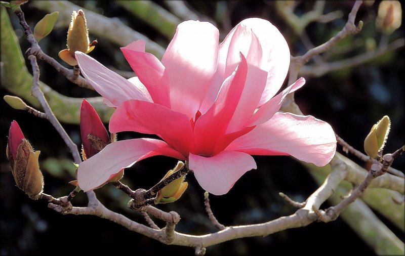 Магнолия Magnolia Galaxy
