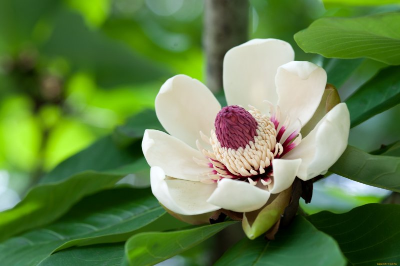 Magnolia obovata