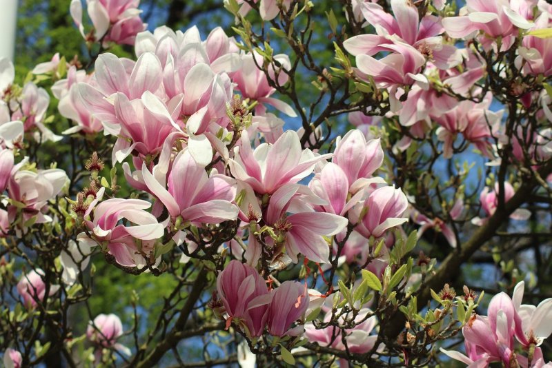 Магнолия 'Sentinel' (Magnolia 'Sentinel')