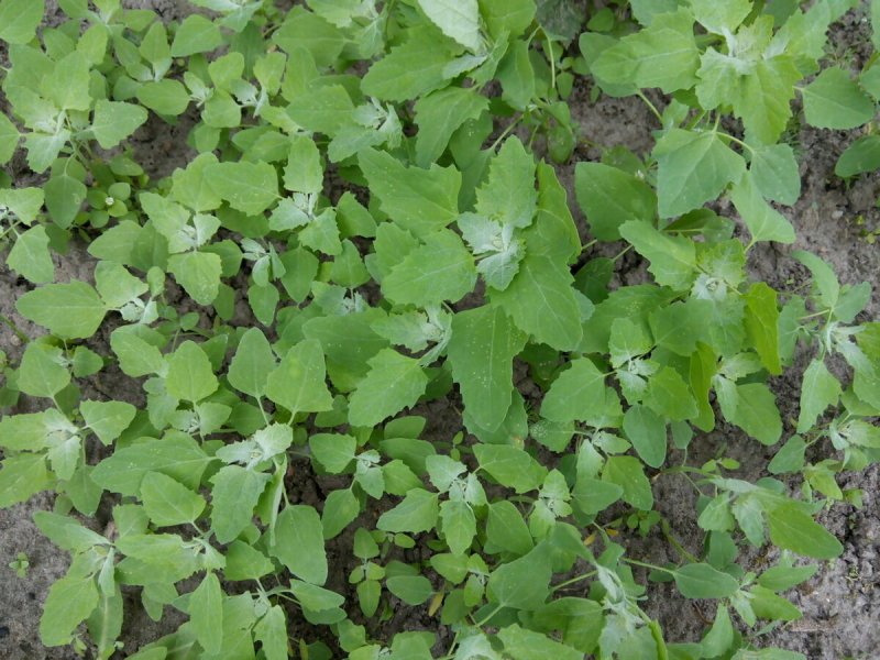 Chenopodium suecicum