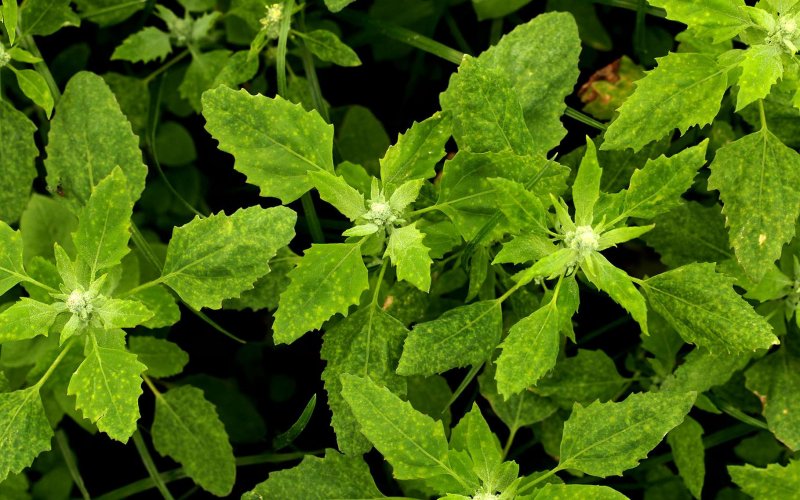 Лебеды густолистной (Atriplex confertifolia).