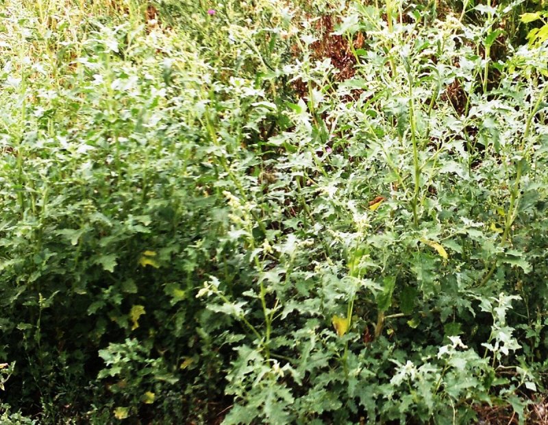 Chenopodium album