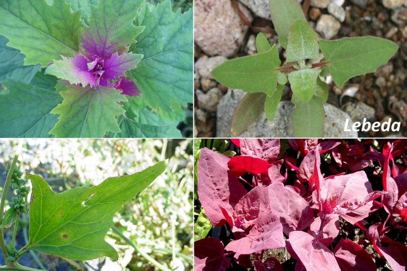 Марь белая (Chenopodium album l.)