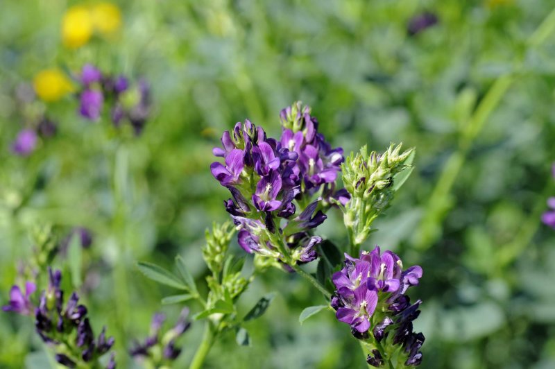 Люцерны (Medicago